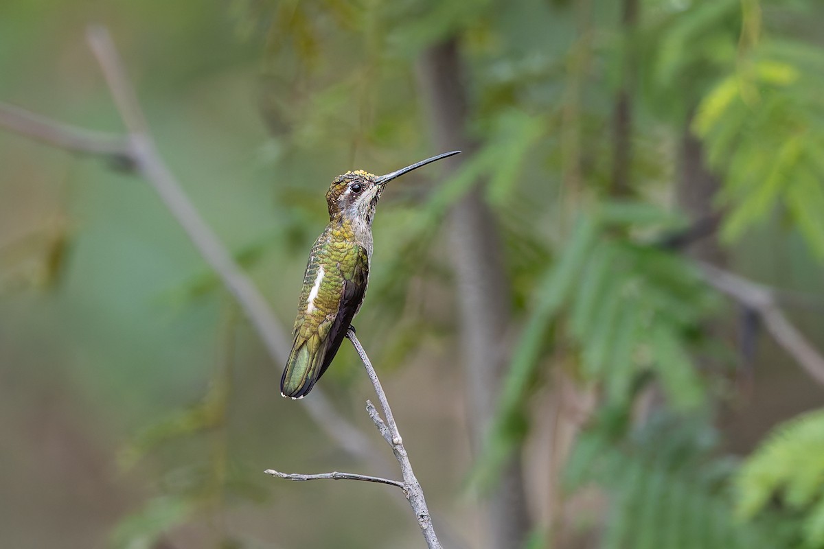 Long-billed Starthroat - ML642674562