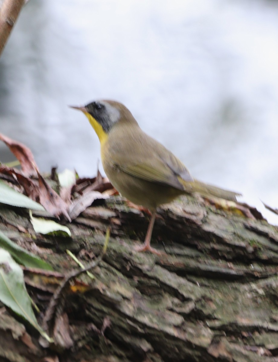 Common Yellowthroat - ML642674564