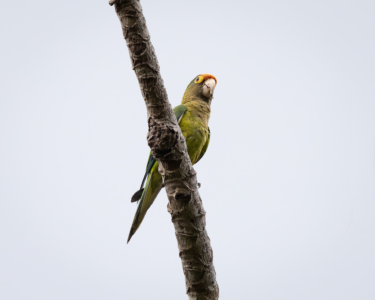 メキシコインコ - ML642674571