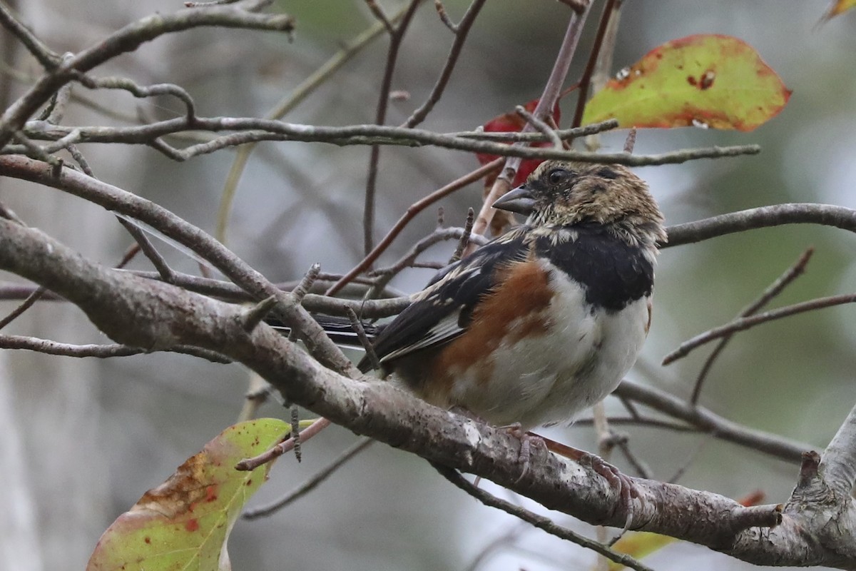 Eastern Towhee - ML642674579