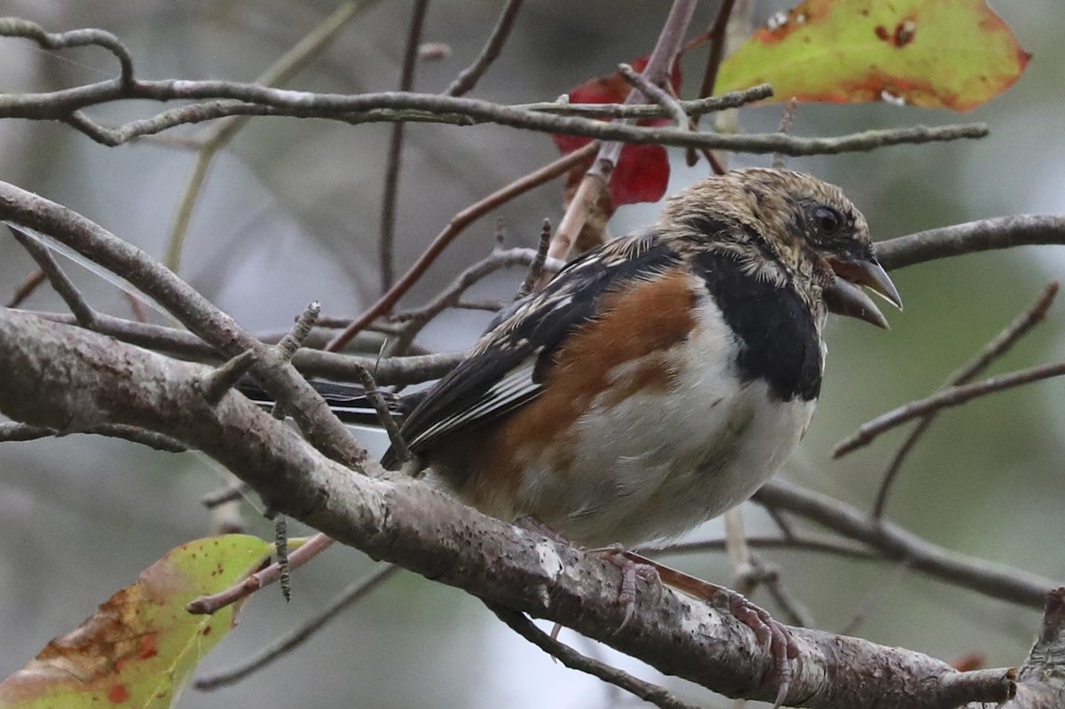 Eastern Towhee - ML642674580