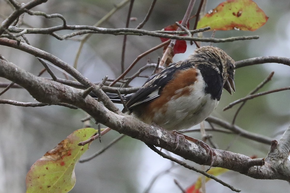 Eastern Towhee - ML642674581