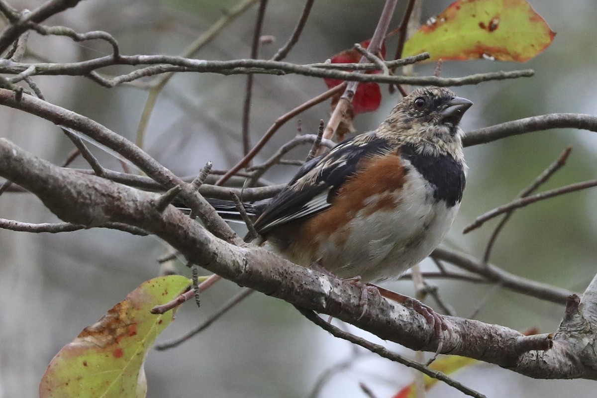 Eastern Towhee - ML642674582