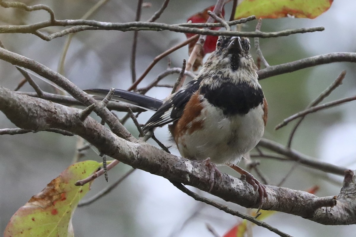 Eastern Towhee - ML642674583
