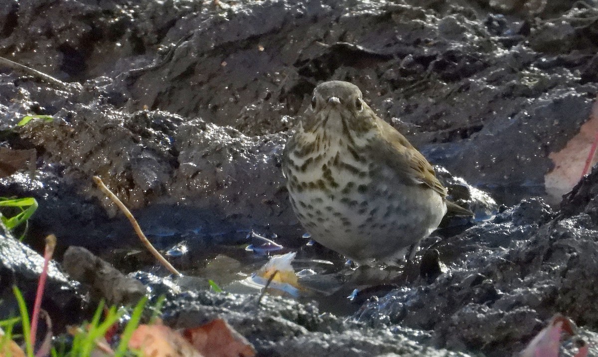 Swainson's Thrush - ML642674585