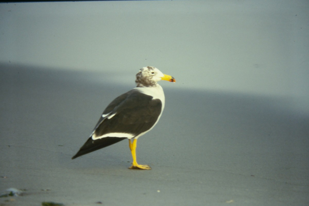 Belcher's Gull - ML642674592