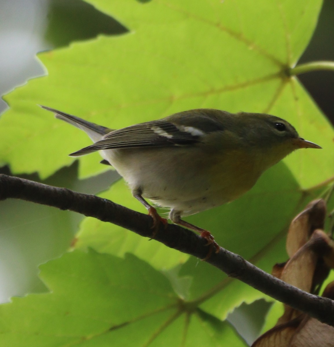 Northern Parula - ML642674593