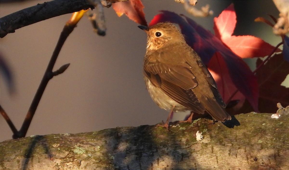 Swainson's Thrush - ML642674612