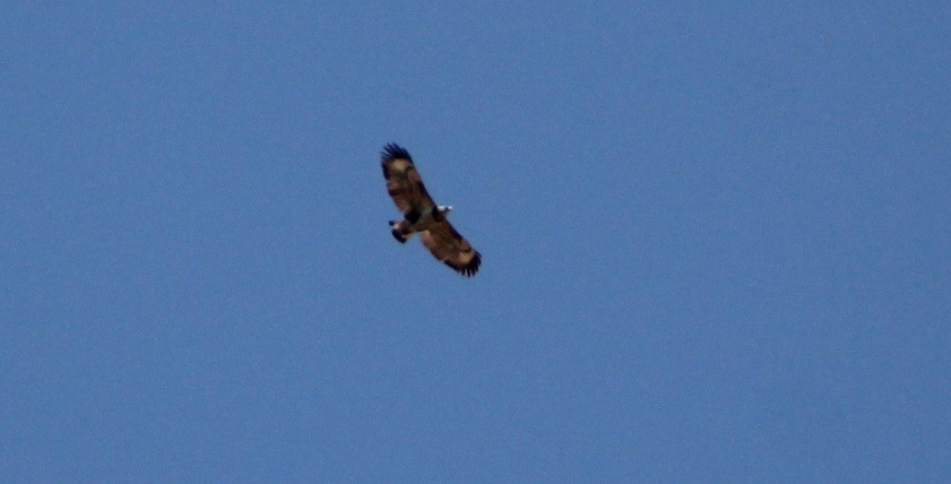 Chaco Eagle - ML642674613