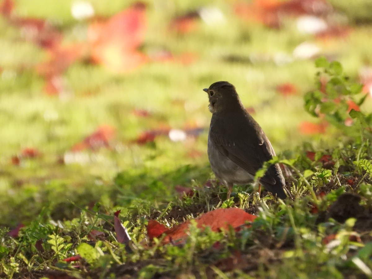 Swainson's Thrush - ML642674616