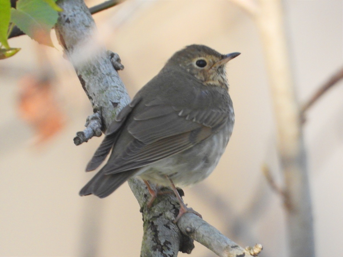 Swainson's Thrush - ML642674617