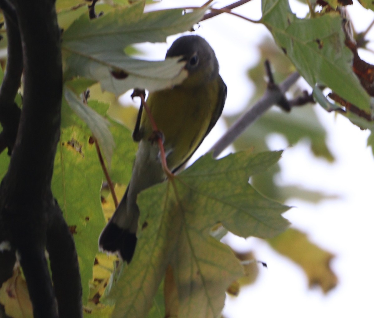 Magnolia Warbler - ML642674618