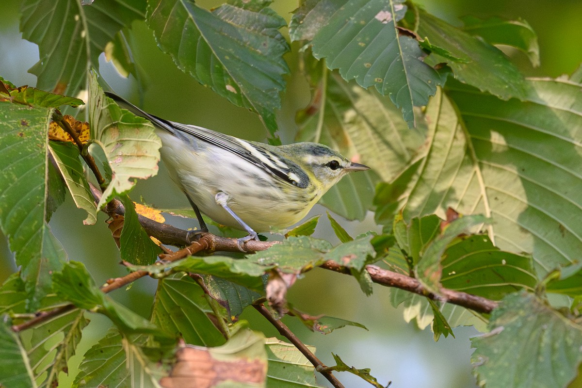 Cerulean Warbler - ML642674621