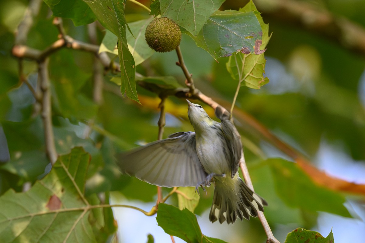 Cerulean Warbler - ML642674622