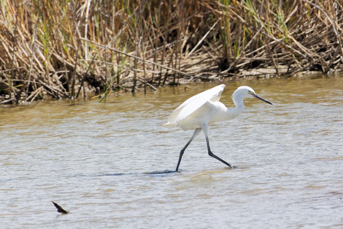 Reddish Egret - ML642674629