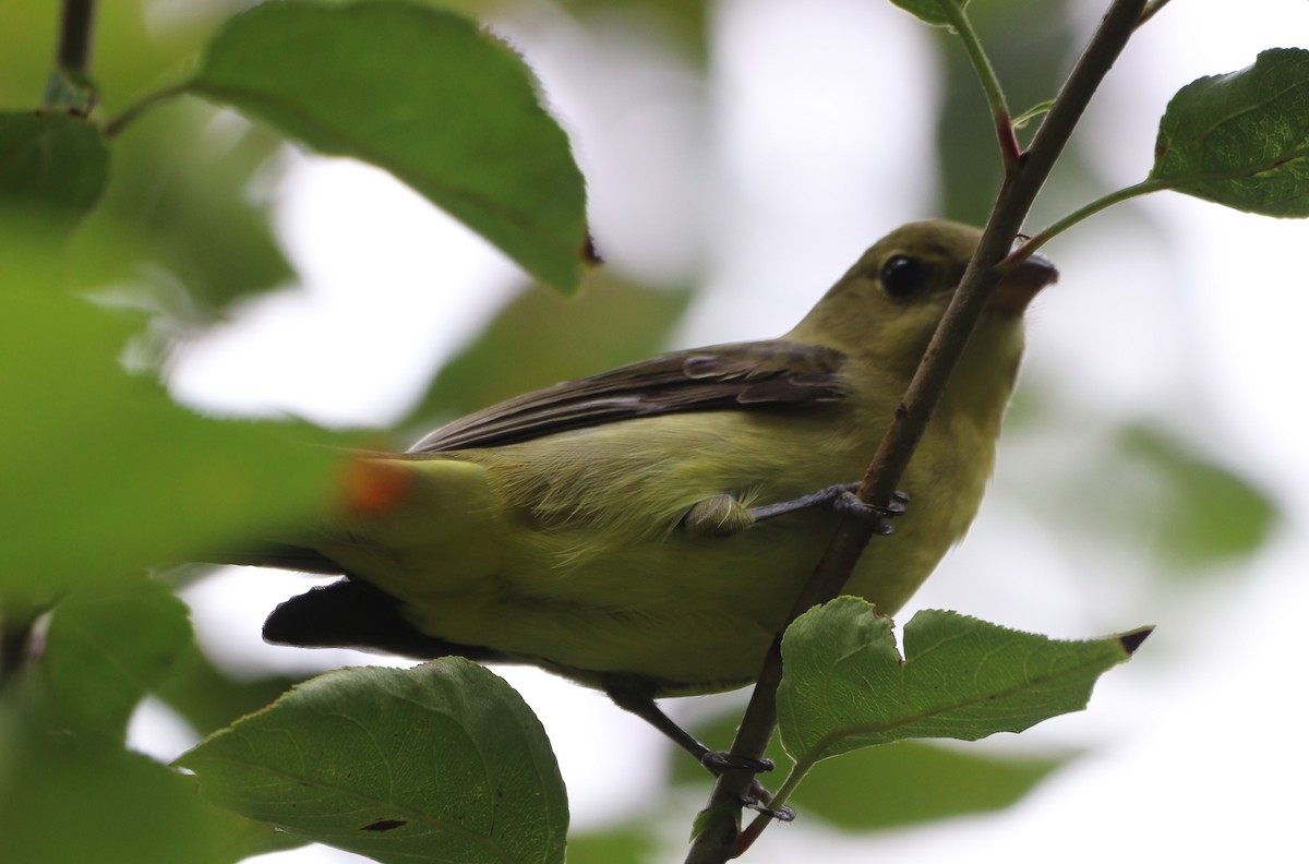 Scarlet Tanager - ML642674630