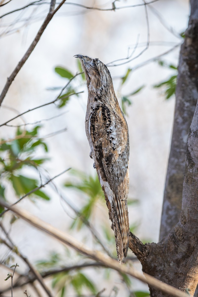 Northern Potoo - ML642674638