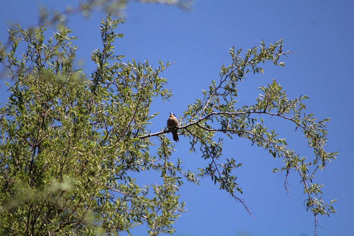 White-fronted Woodpecker - ML642674639