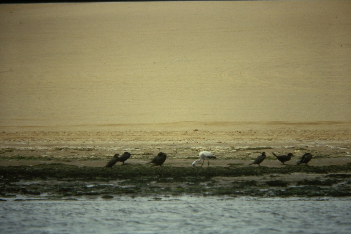 Chilean Flamingo - ML642674641