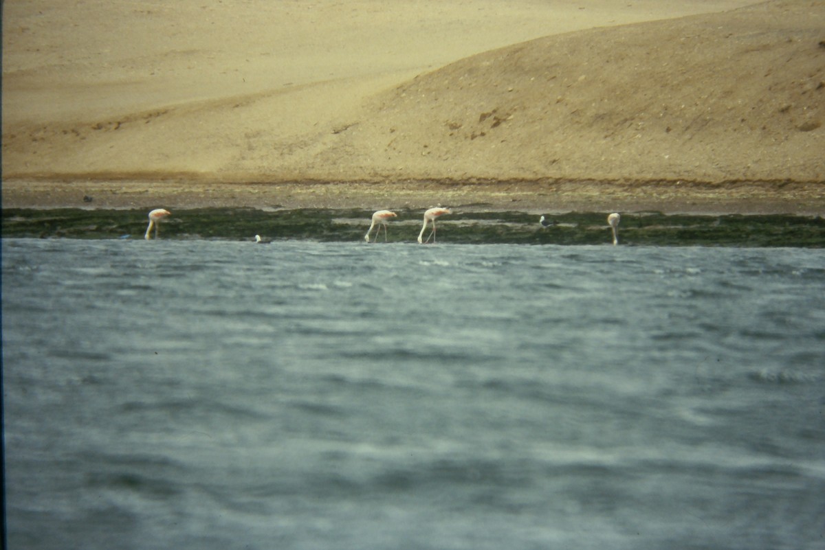 Chilean Flamingo - ML642674642