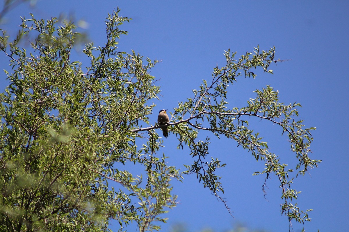 White-fronted Woodpecker - ML642674643