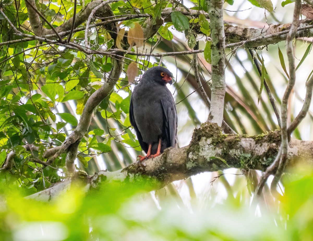 Buse ardoisée - ML642674645