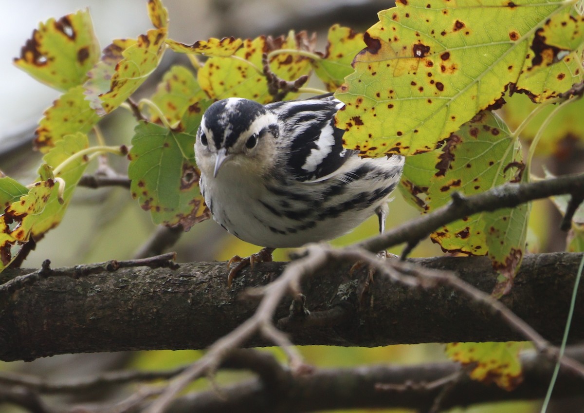 Black-and-white Warbler - ML642674649