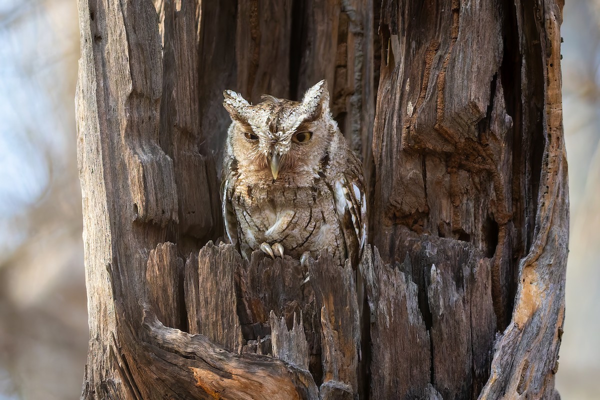Pacific Screech-Owl (lambi) - ML642674650