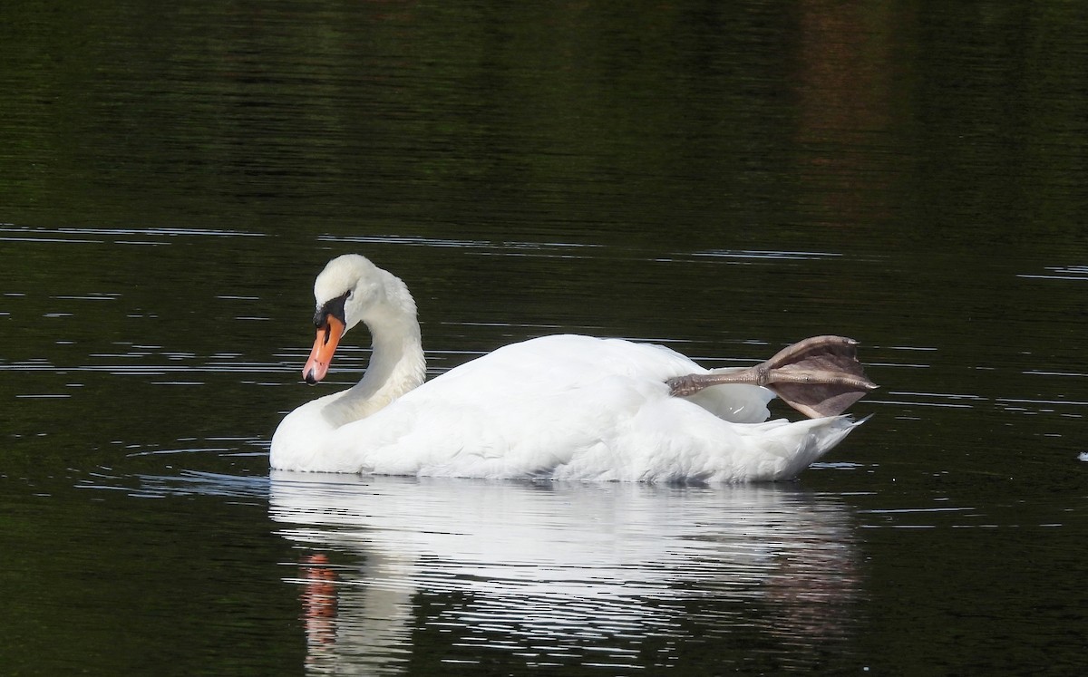 Höckerschwan - ML642674652