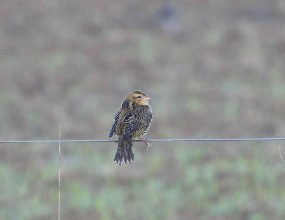 Bobolink - ML642674656