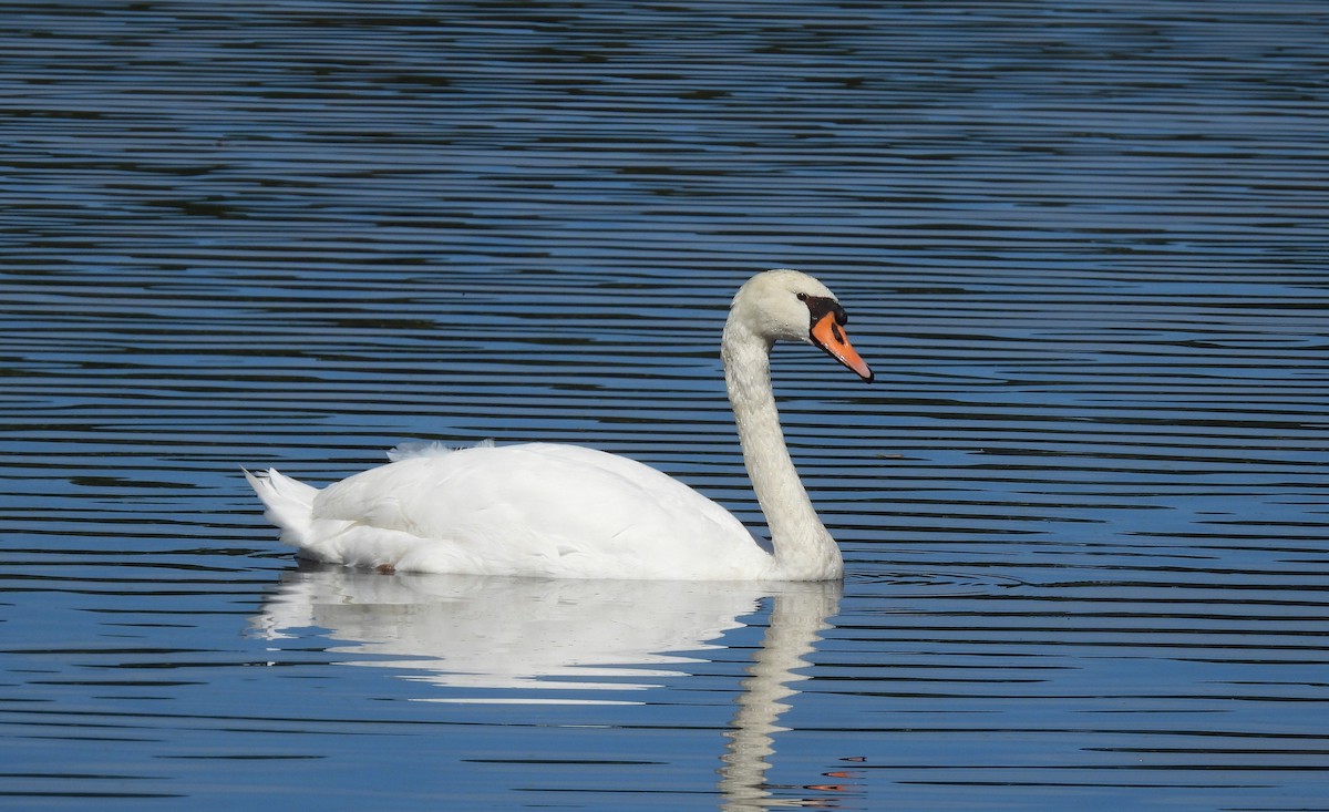 Höckerschwan - ML642674658