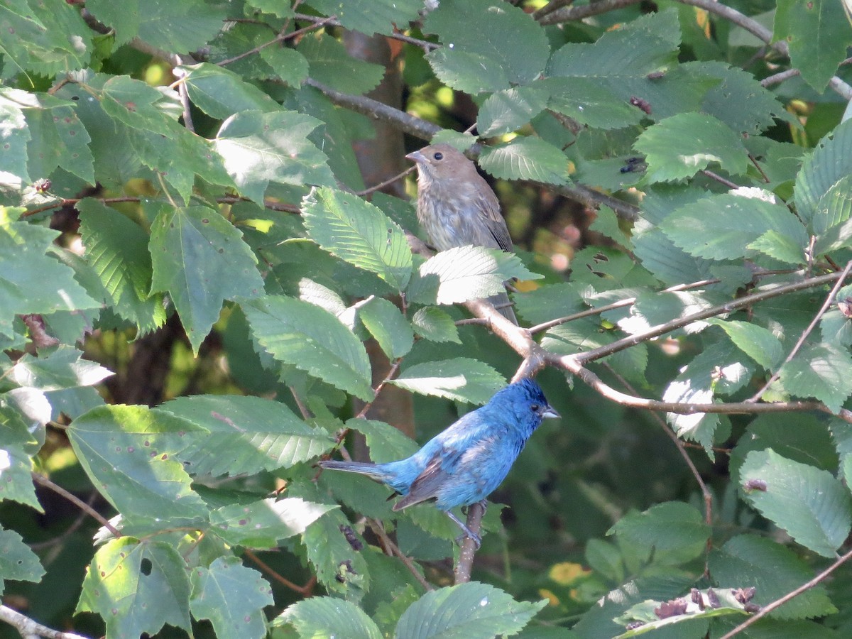 Passerin indigo - ML642674665