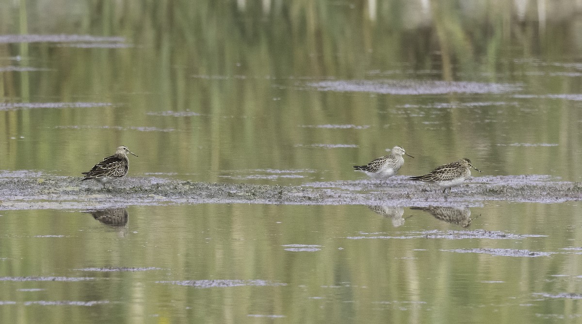 Pectoral Sandpiper - ML642674676