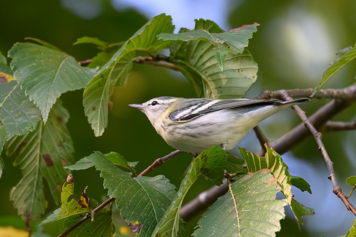 Cerulean Warbler - ML642674689