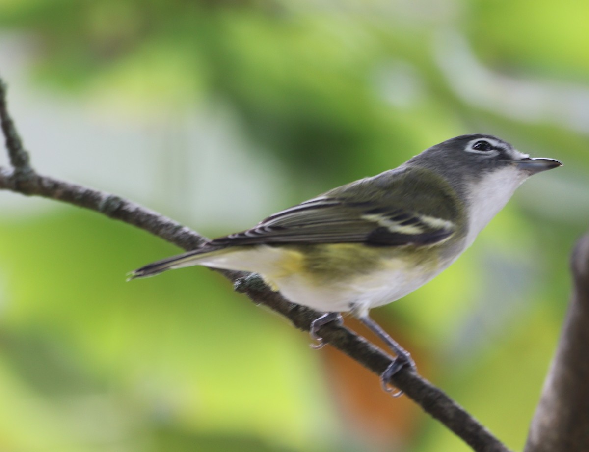 Blue-headed Vireo - ML642674691