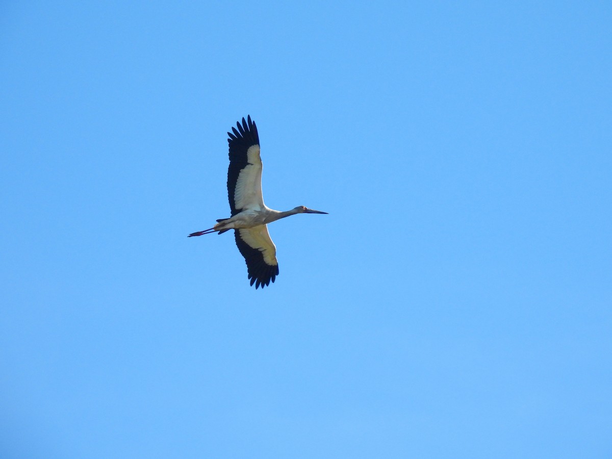 Maguari Stork - ML642674692