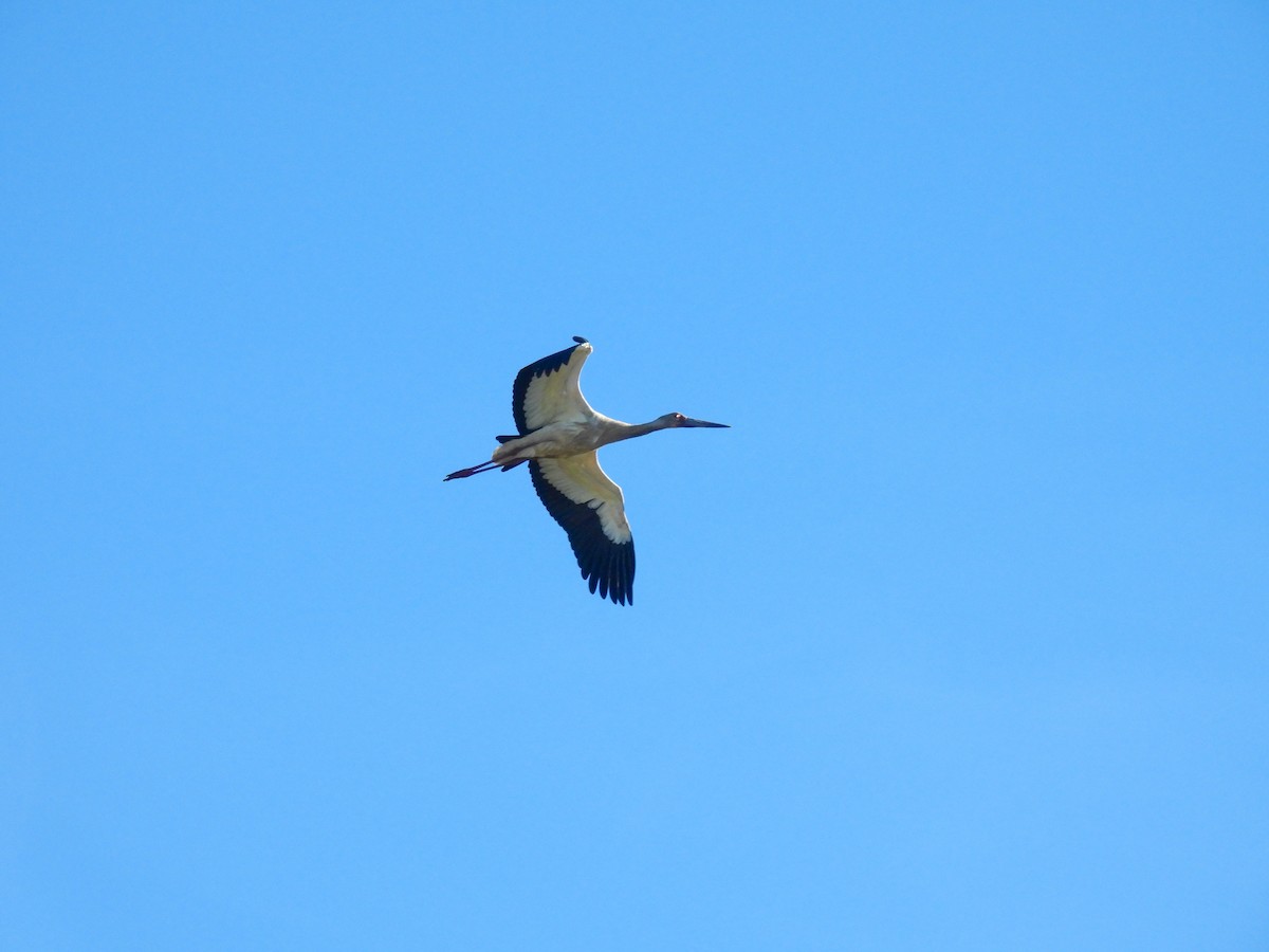 Maguari Stork - ML642674693