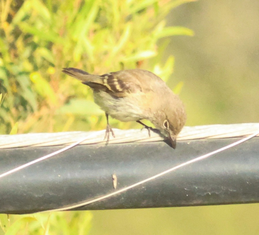 Alder Flycatcher - ML642674707