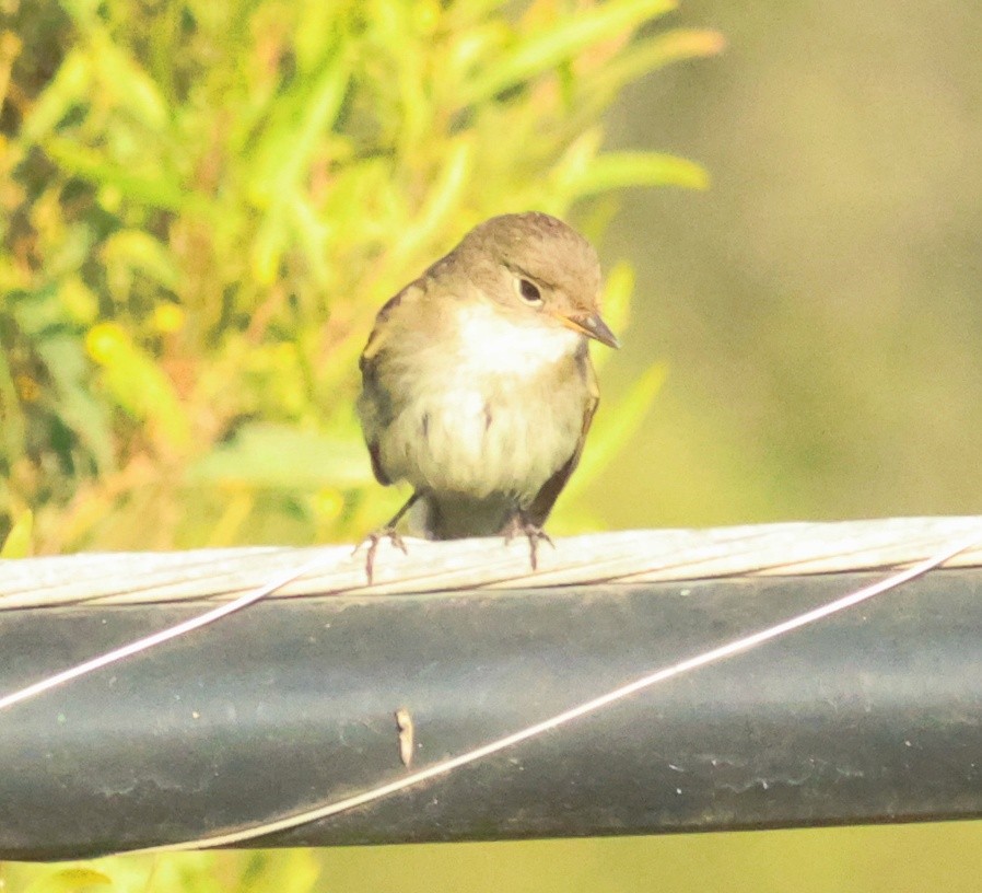 Alder Flycatcher - ML642674708