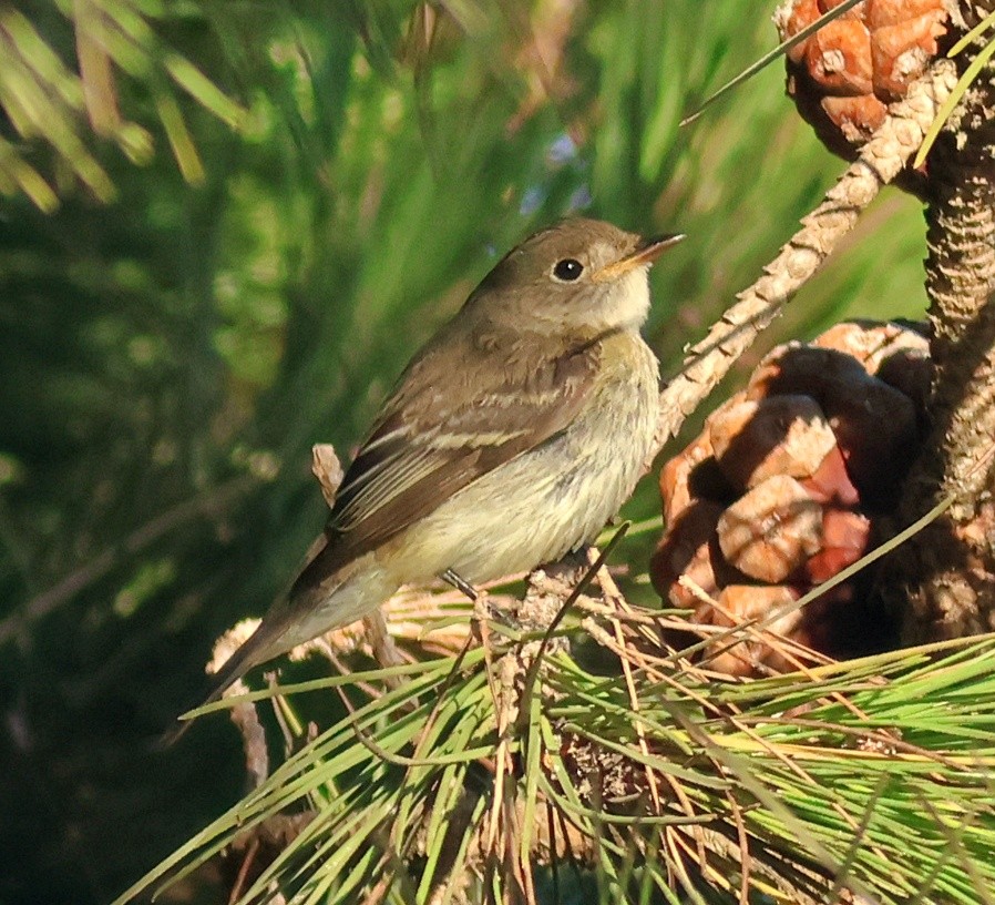 Alder Flycatcher - ML642674709