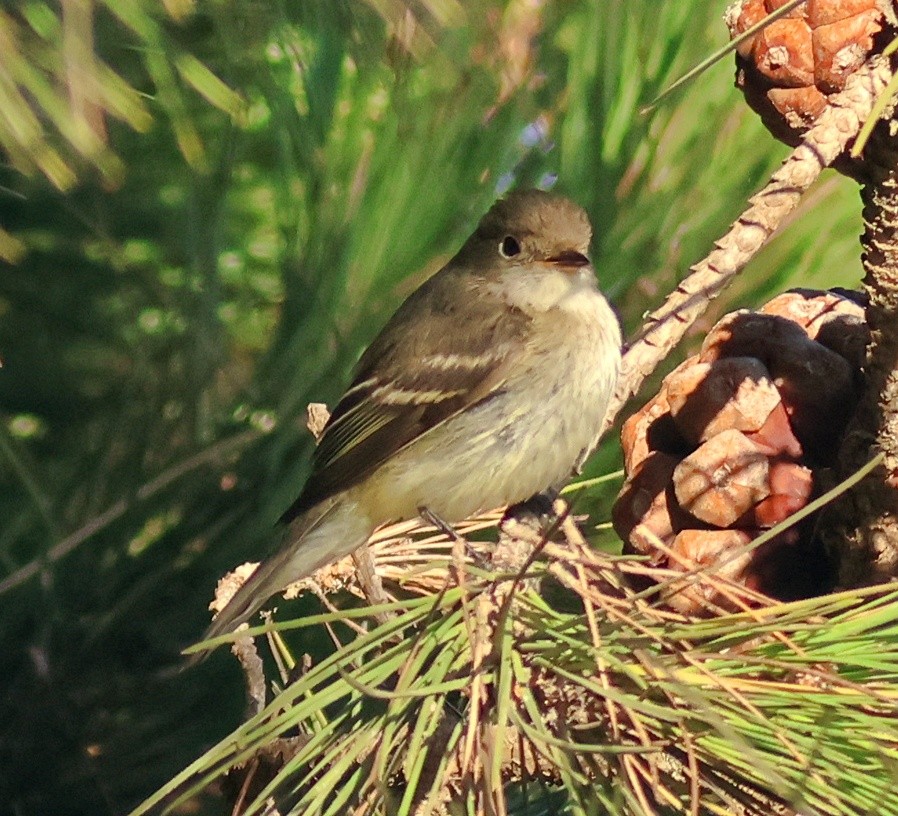 Alder Flycatcher - ML642674710