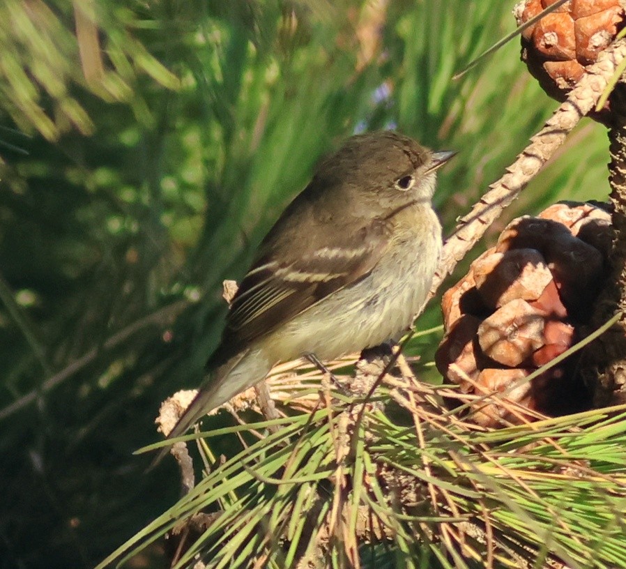Alder Flycatcher - ML642674711