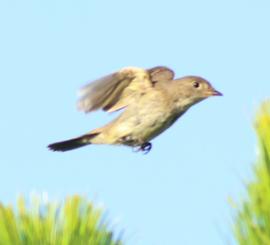 Alder Flycatcher - ML642674713