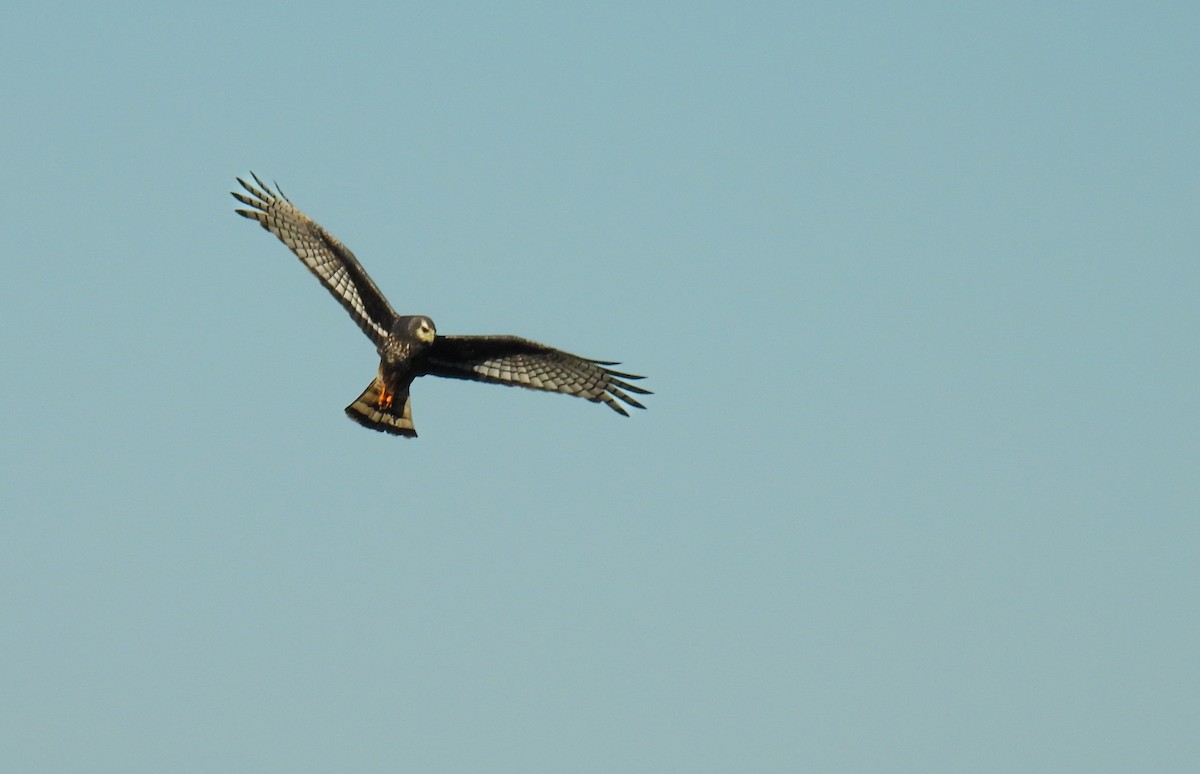 Long-winged Harrier - ML642674736