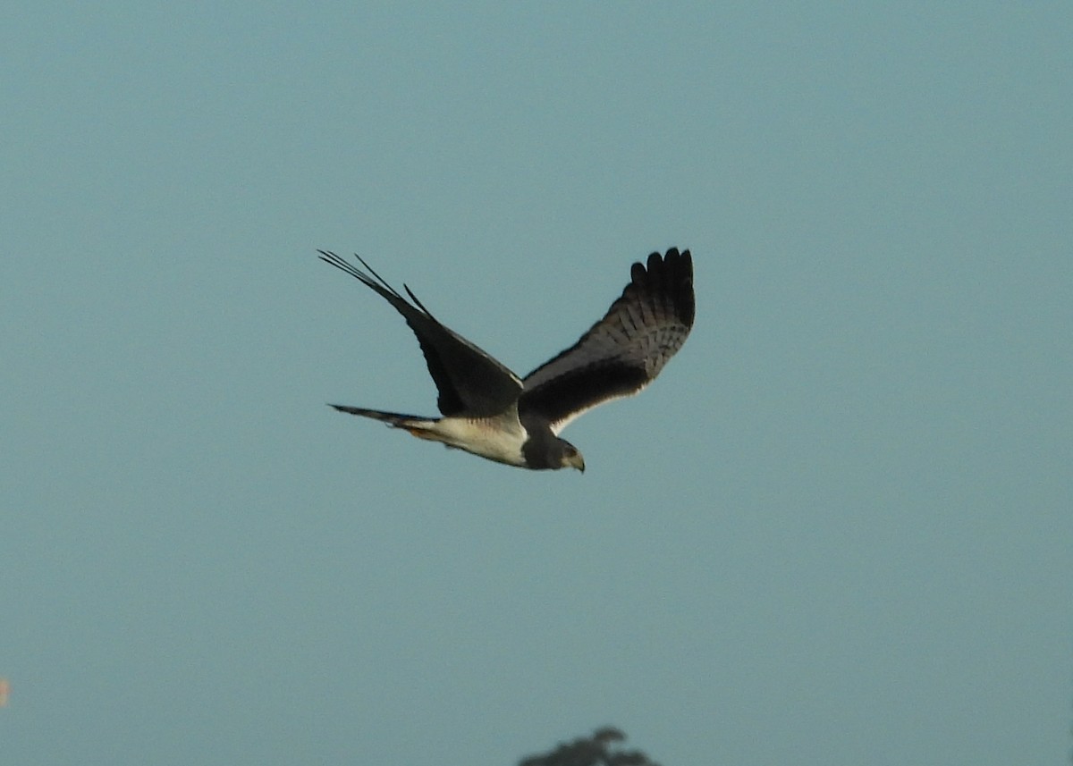 Long-winged Harrier - ML642674737