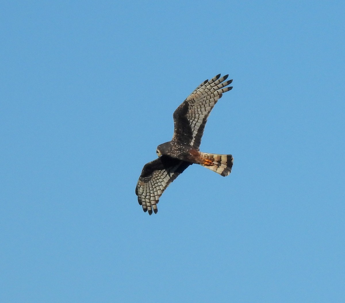 Long-winged Harrier - ML642674738
