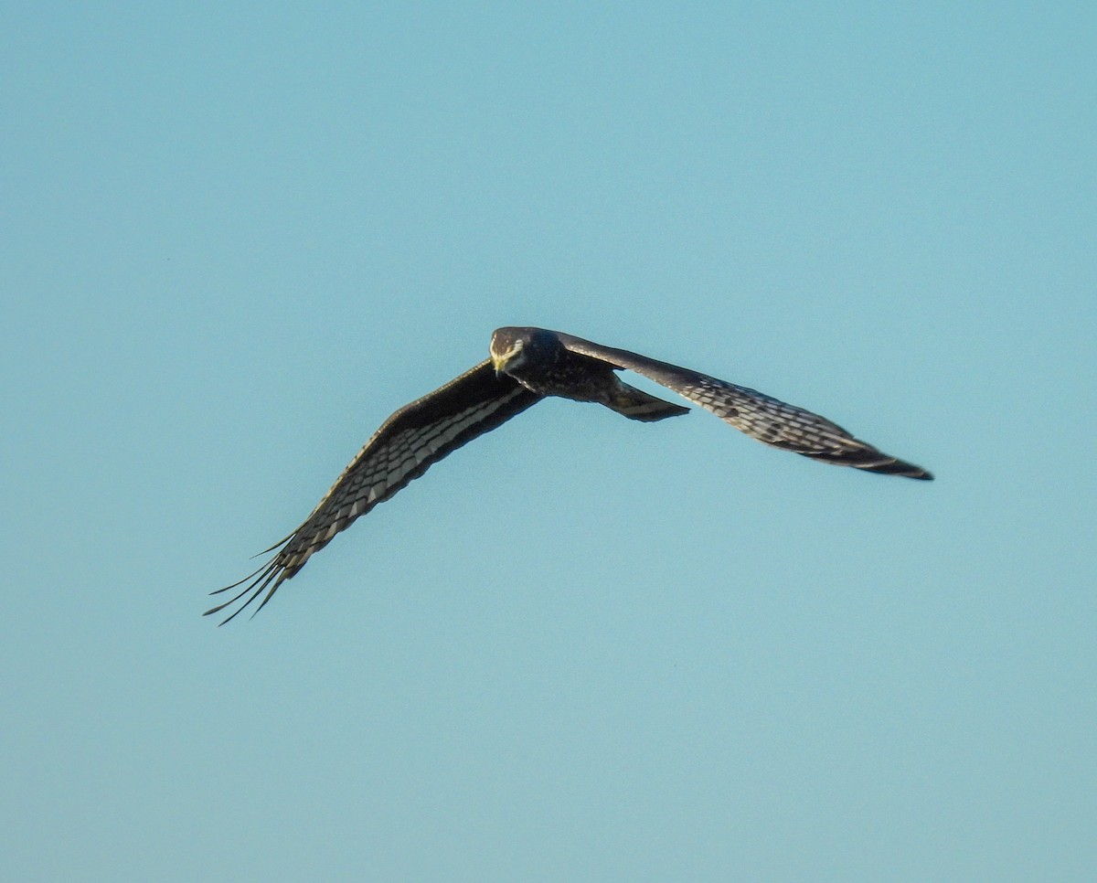 Long-winged Harrier - ML642674739