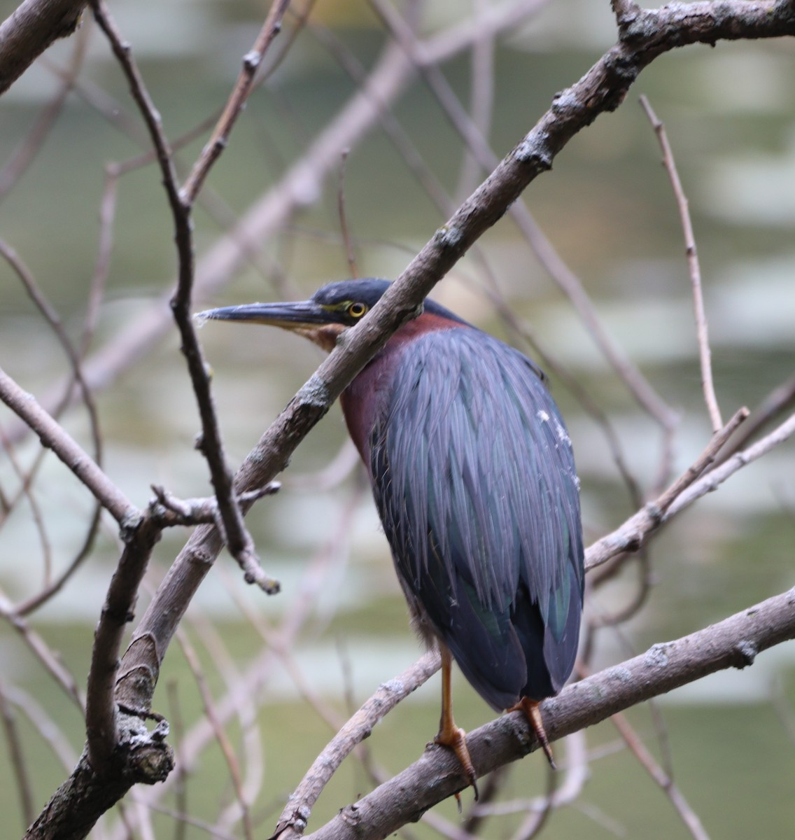 Green Heron - ML642674740