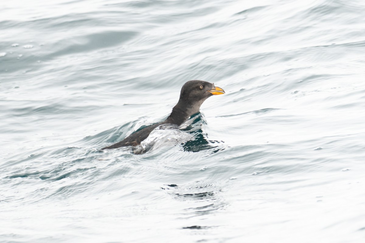 Rhinoceros Auklet - ML642674742