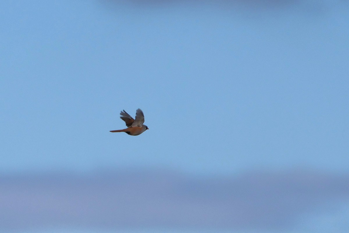 Bearded Reedling - ML642674763